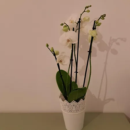 Casa Di Tre 公寓 塞萨洛尼基