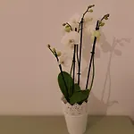 Casa Di Tre 公寓 塞萨洛尼基